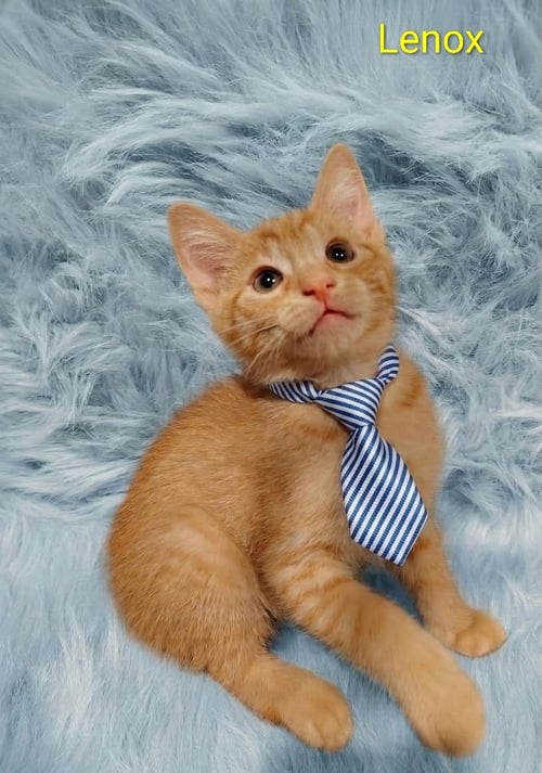 LENOX (& DASH) [CP] - Domestic Short Hair available for adoption