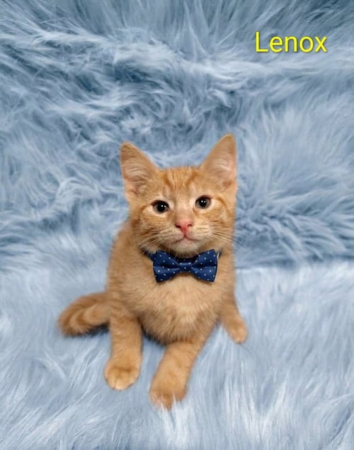 LENOX (& DASH) [CP] - Domestic Short Hair available for adoption