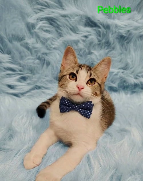 PEBBLES (& ZIGGY) - Domestic Short Hair available for adoption
