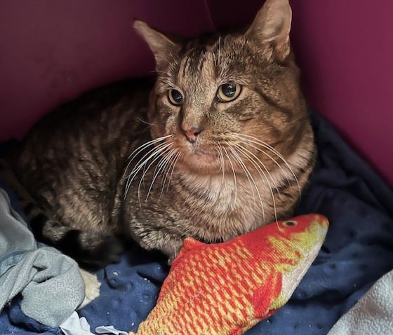 TIM [CP] - Domestic Short Hair available for adoption