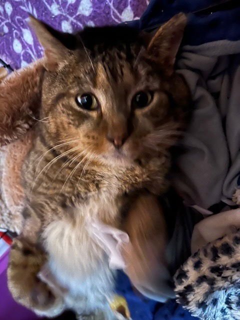 TIM [CP] - Domestic Short Hair available for adoption