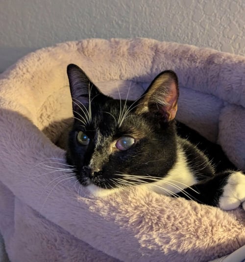 EDWIN (& DEXTER) [CP] - Domestic Short Hair available for adoption