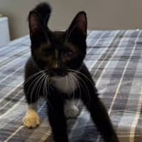 Edwin (& Dexter) [CP] - Photo 4