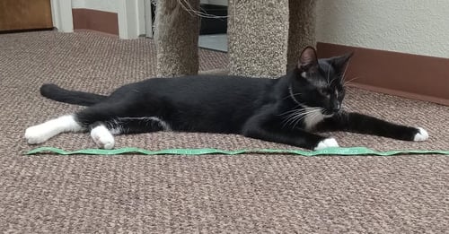 EDWIN (& DEXTER) [CP] - Domestic Short Hair available for adoption