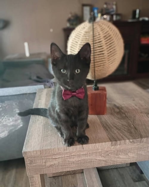 THOR [CP] - Domestic Short Hair available for adoption