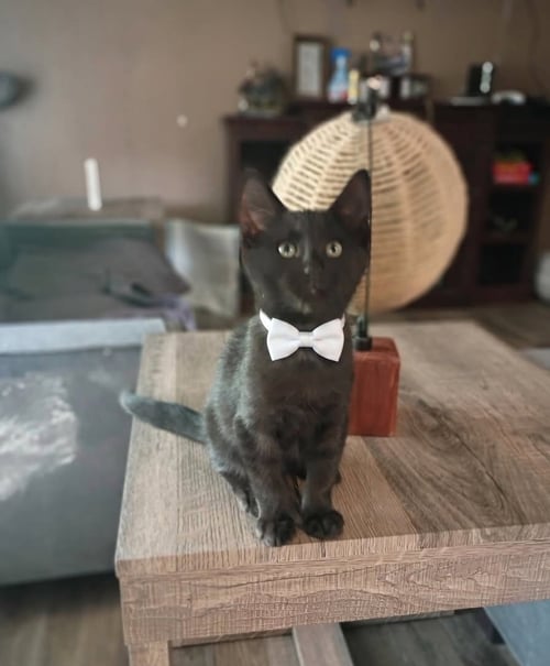 THOR [CP] - Domestic Short Hair available for adoption
