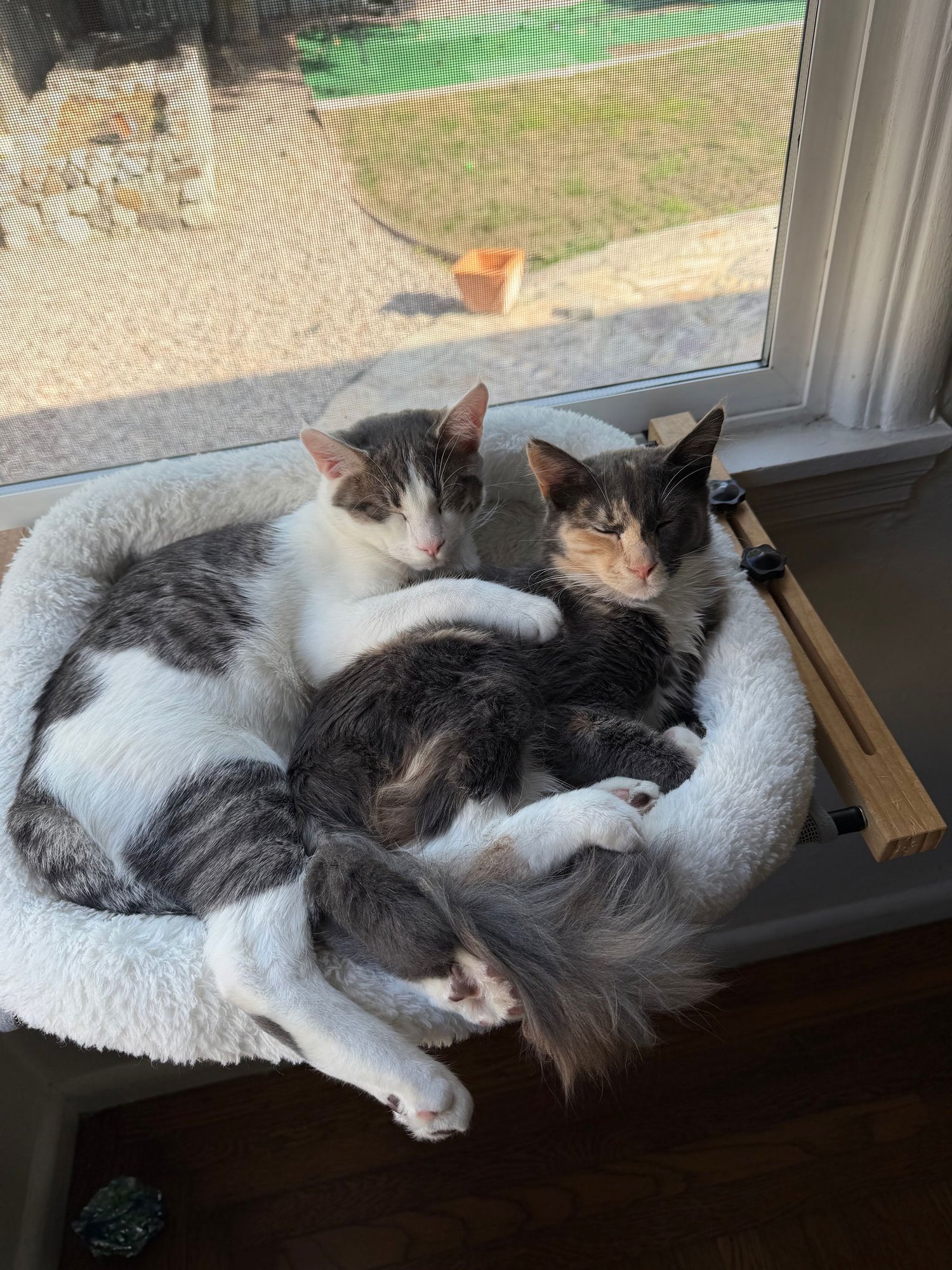 BUDDY (& SPICY) [CP] - Domestic Short Hair available for adoption