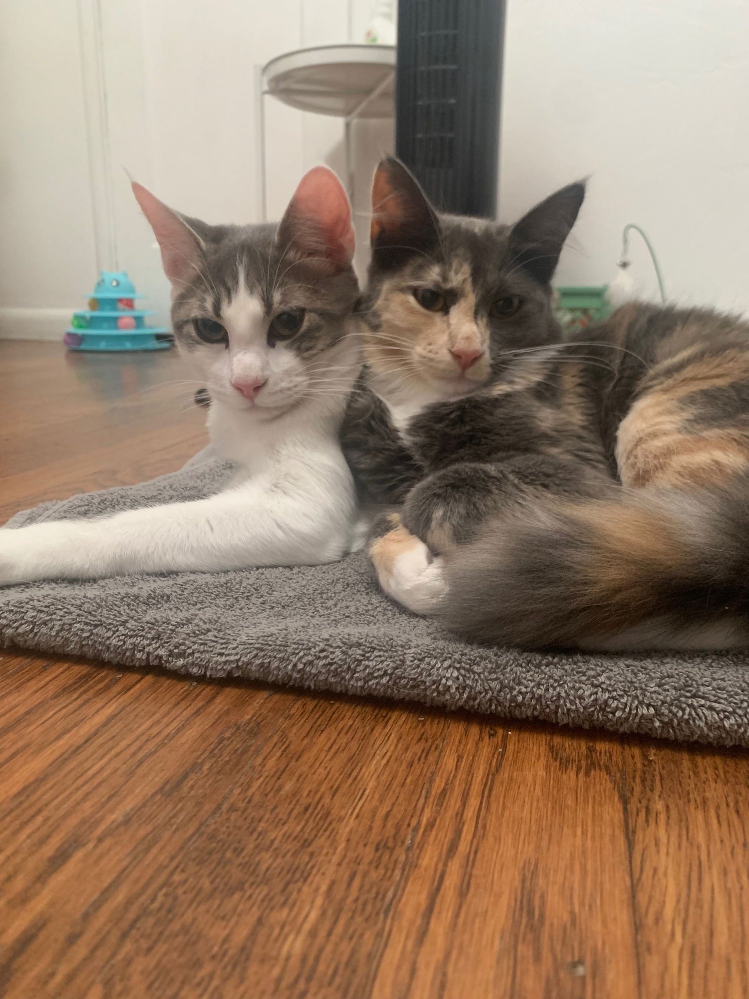 Buddy (& Spicy) [CP] - Photo 3