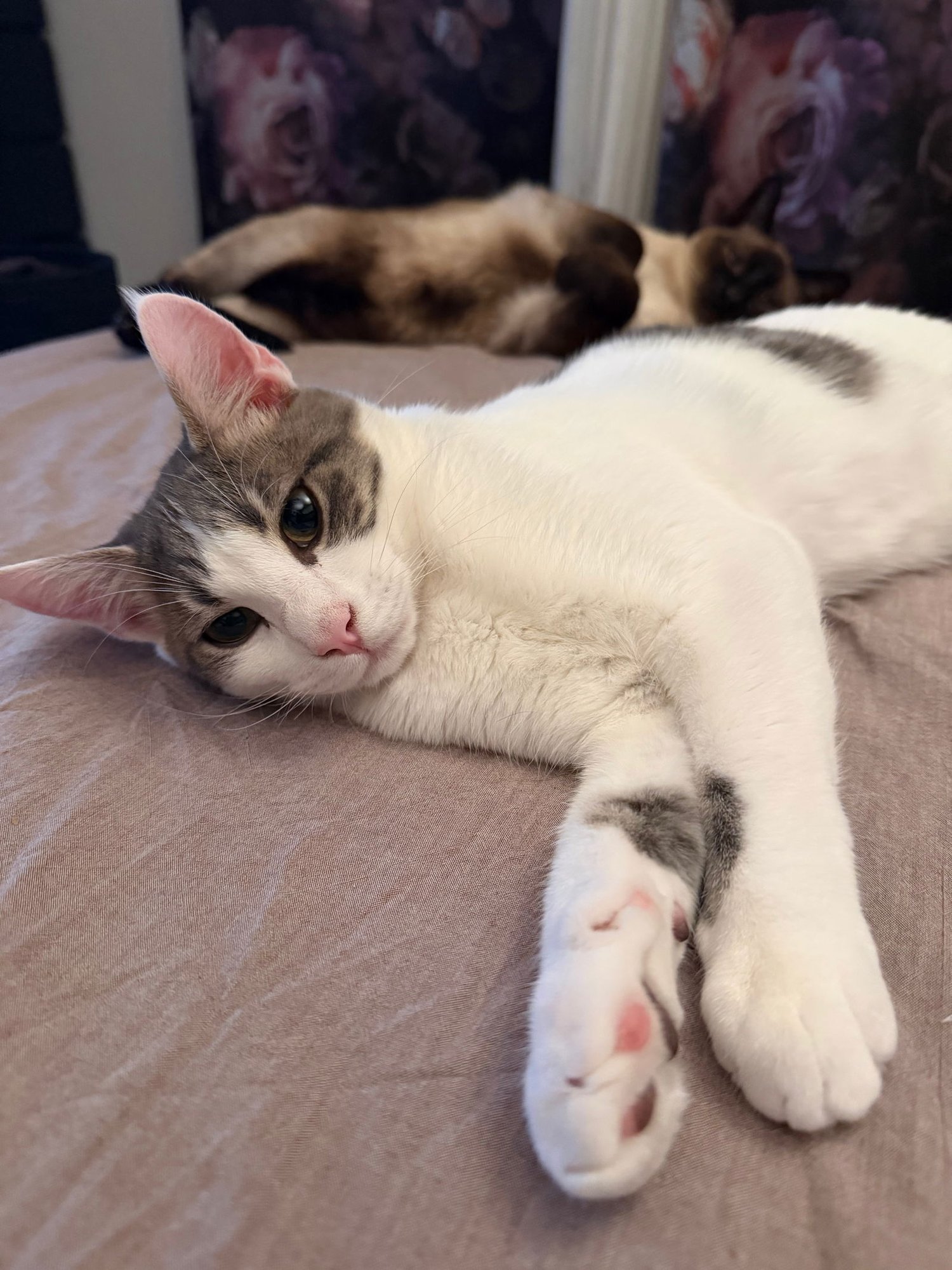 Buddy (& Spicy) [CP] - Photo 4