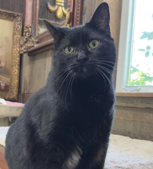 HELEN - Domestic Short Hair available for adoption