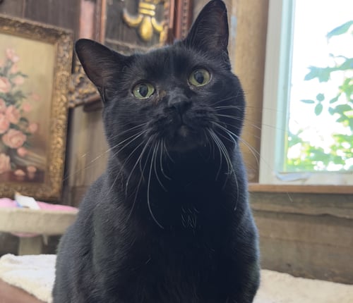 HELEN - Domestic Short Hair available for adoption