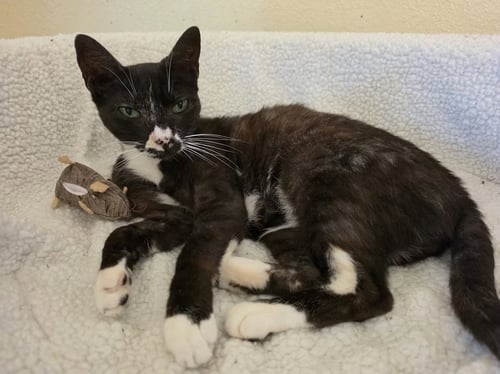 GRETCHEN [CP] - Siamese available for adoption