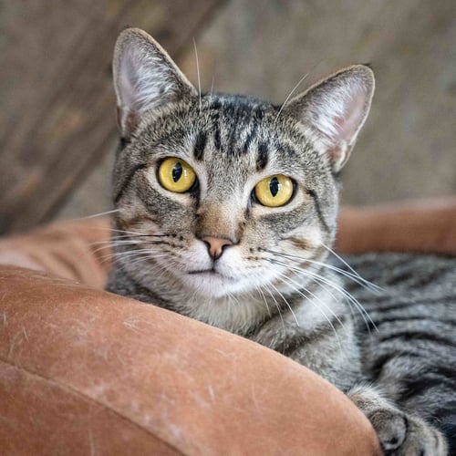 COLORADO - Domestic Short Hair available for adoption