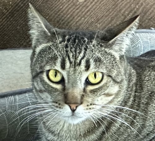 COLORADO - Domestic Short Hair available for adoption