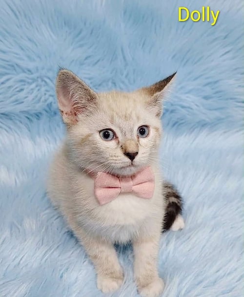 DOLLY (& KODIAK) [CP] - Domestic Short Hair available for adoption