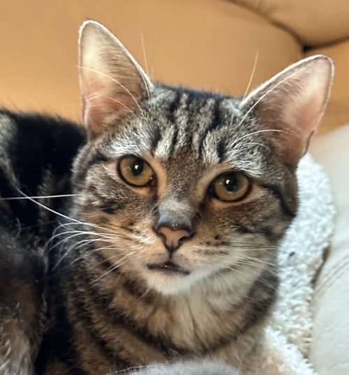 BONNET - Domestic Short Hair available for adoption