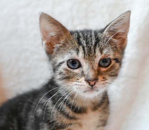 BONNET - Domestic Short Hair available for adoption