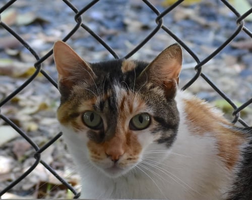CALI - Domestic Short Hair available for adoption