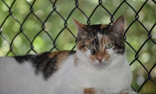 CALI - Domestic Short Hair available for adoption