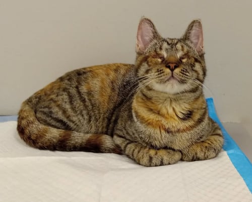 DORIS [CP] - Domestic Short Hair available for adoption
