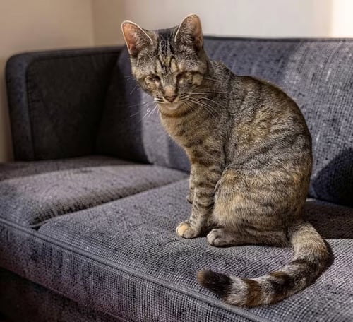 DORIS [CP] - Domestic Short Hair available for adoption