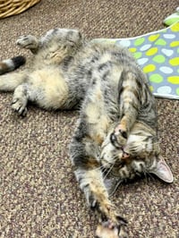 Doris [CP] - Photo 5
