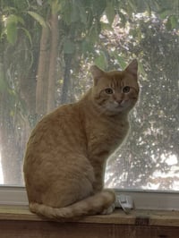 Mango - Photo 4