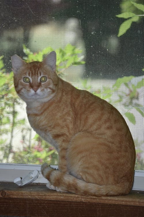 MANGO - Domestic Short Hair available for adoption