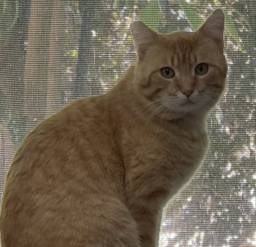 MANGO - Domestic Short Hair available for adoption