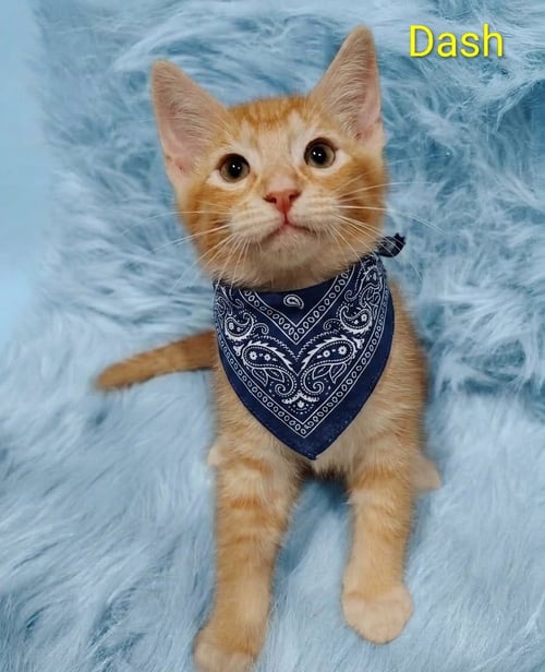 DASH (& LENOX) [CP] - Domestic Short Hair available for adoption