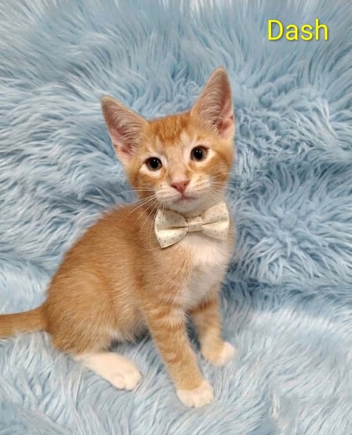 DASH (& LENOX) [CP] - Domestic Short Hair available for adoption
