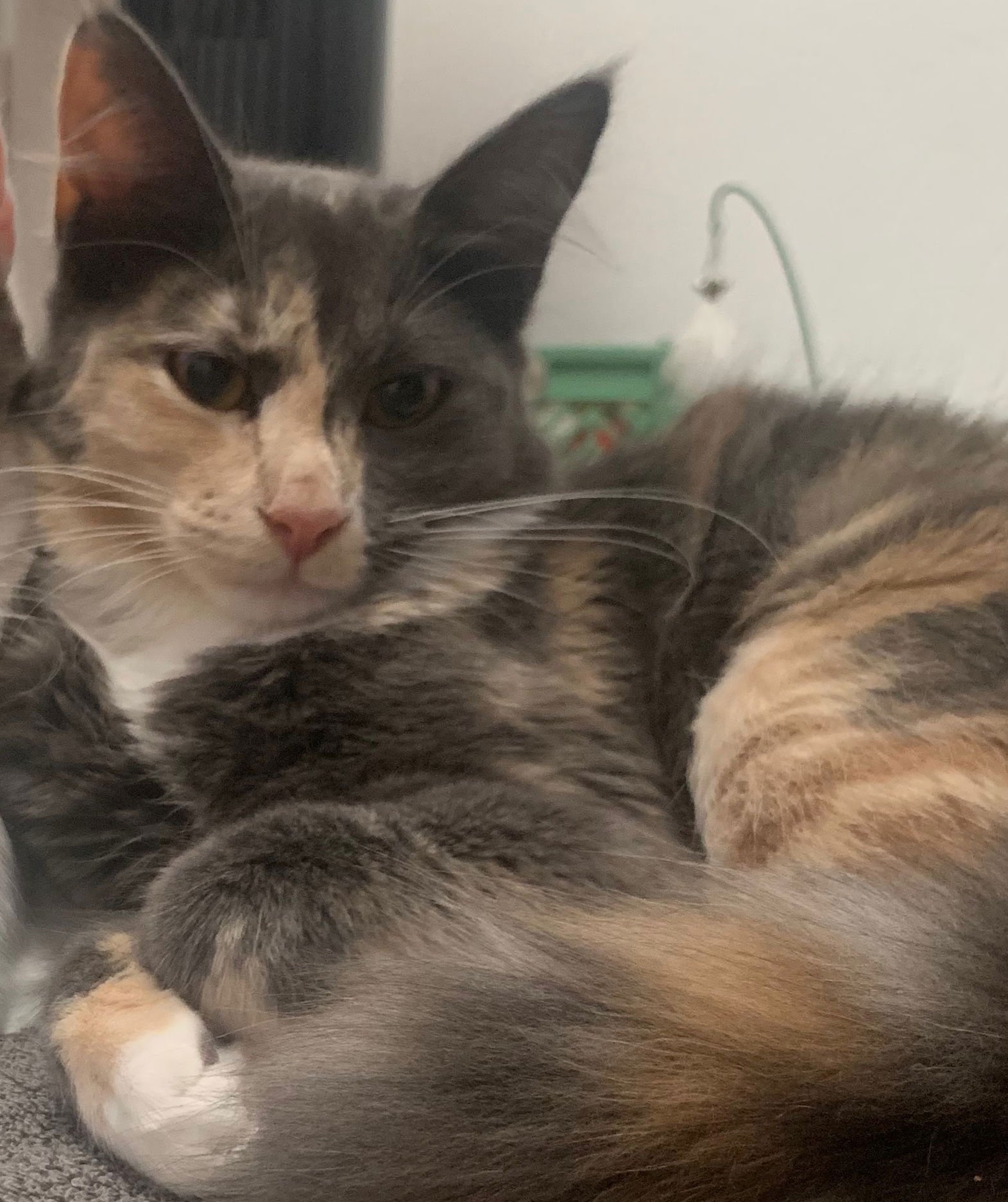 SPICY (& BUDDY) [CP] - Domestic Medium Hair available for adoption