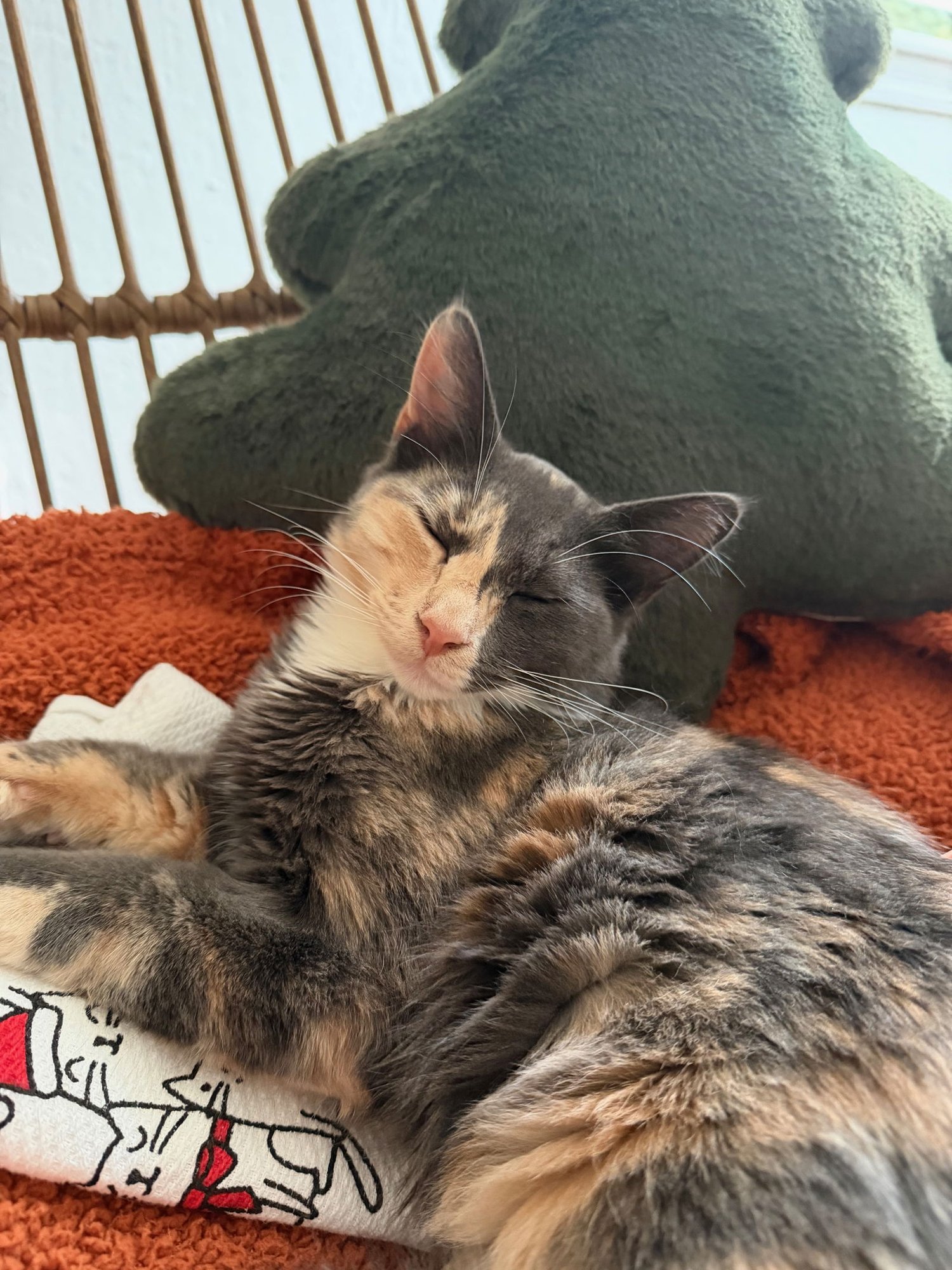 SPICY (& BUDDY) [CP] - Domestic Medium Hair available for adoption