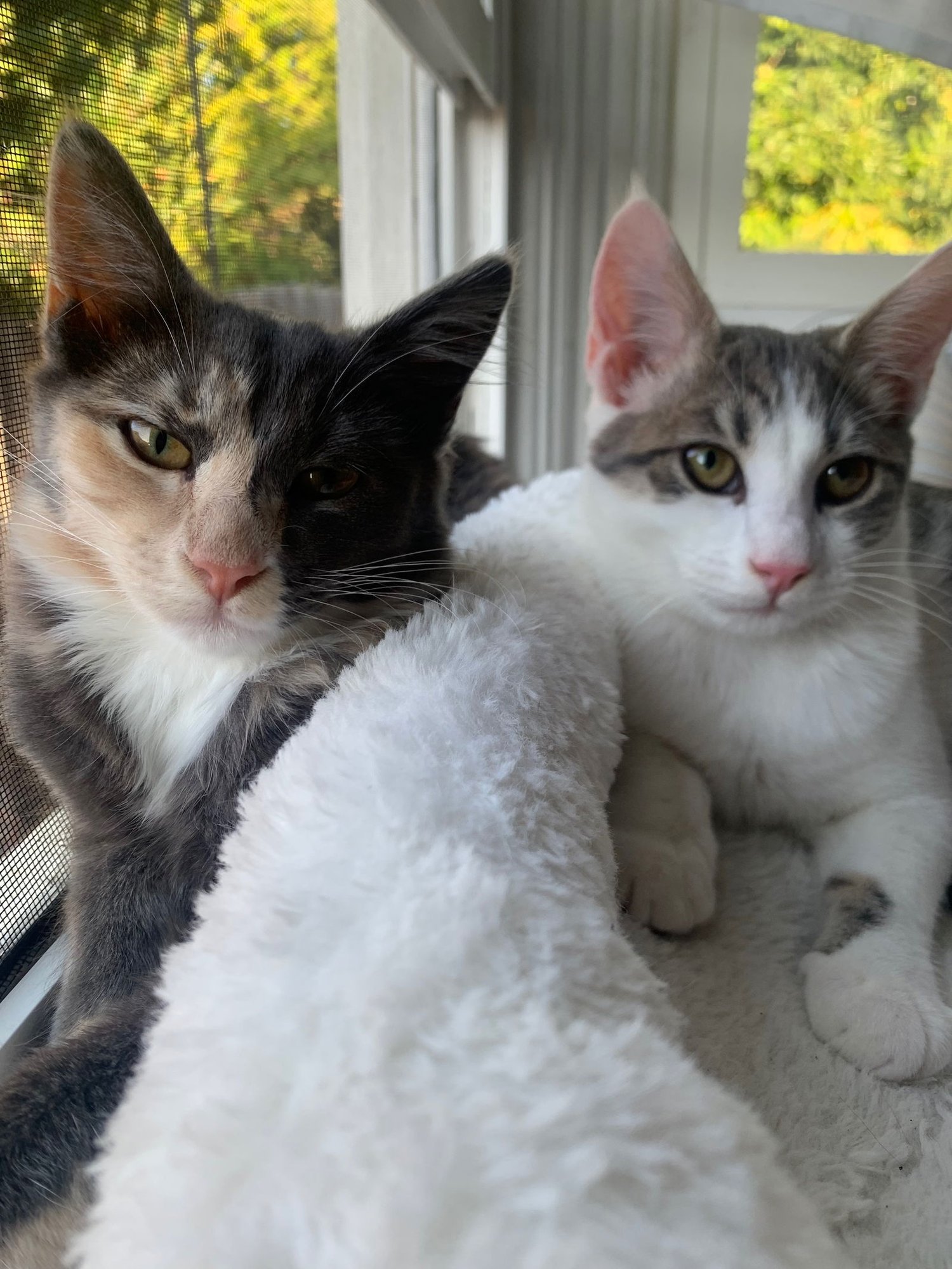 Spicy (& Buddy) [CP] - Photo 3