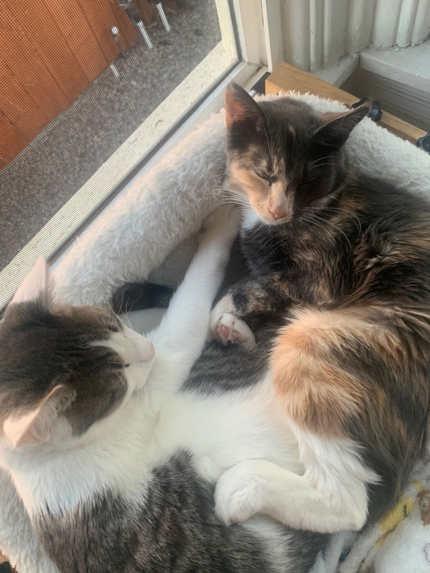 Spicy (& Buddy) [CP] - Photo 4