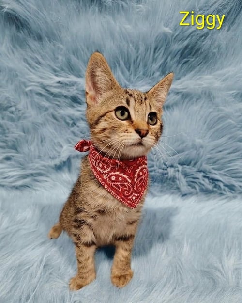 ZIGGY (& PEBBLES) [CP] - Domestic Short Hair available for adoption