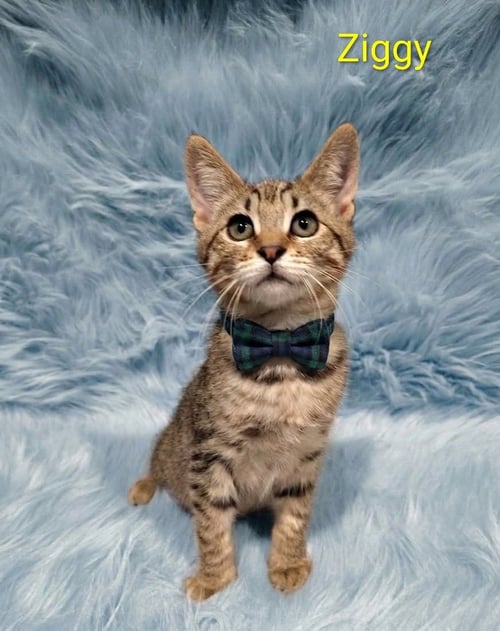 ZIGGY (& PEBBLES) [CP] - Domestic Short Hair available for adoption