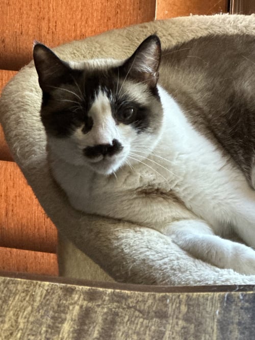 FAYE - Snowshoe available for adoption