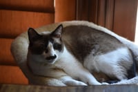 Faye - Photo 2