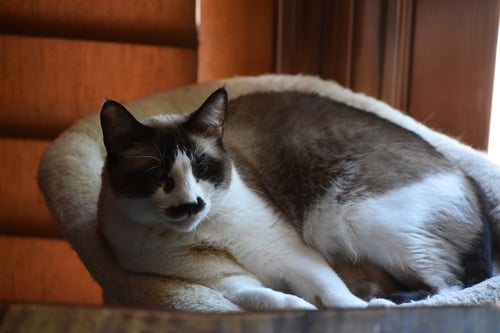 FAYE - Snowshoe available for adoption