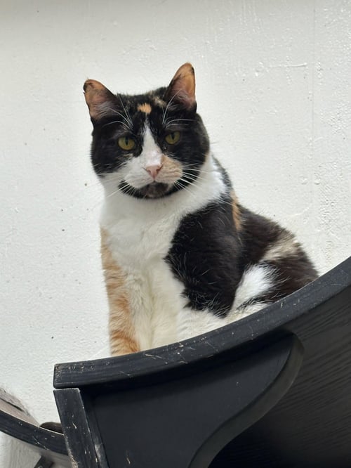 LUX - Domestic Short Hair available for adoption