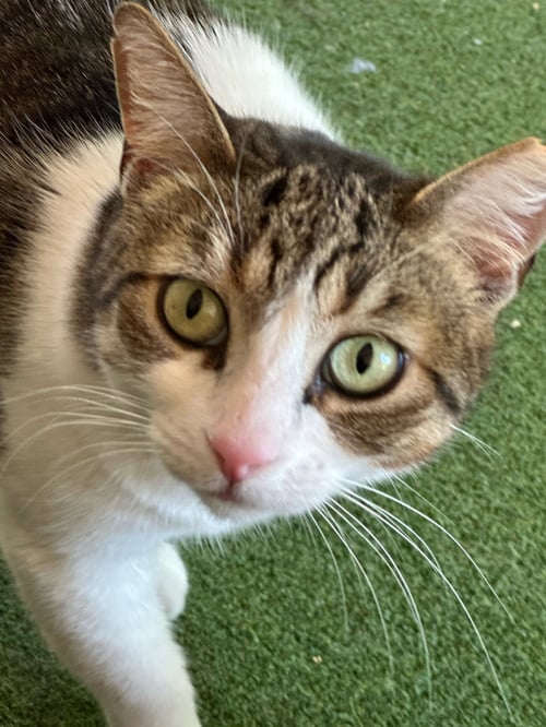 WILLOW - Domestic Short Hair available for adoption