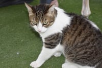 Willow - Photo 3