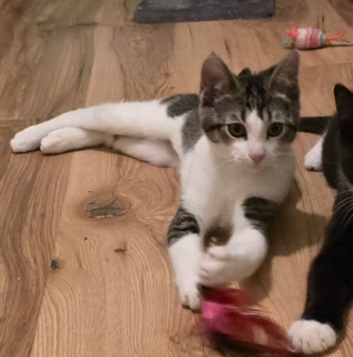 SUSANNA [CP] - Domestic Short Hair for adoption in Oakland