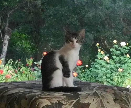 SUSANNA [CP] - Domestic Short Hair available for adoption