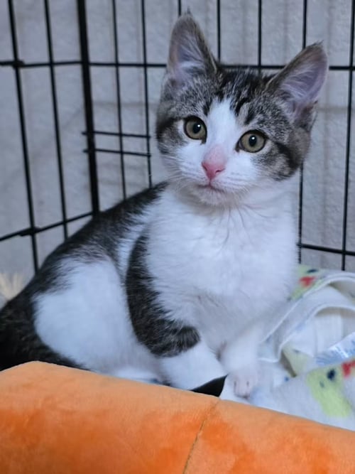 SUSANNA [CP] - Domestic Short Hair available for adoption