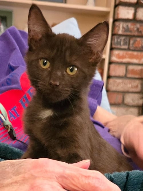 BROWNIE [CP] - Domestic Long Hair available for adoption