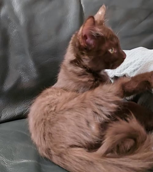 BROWNIE [CP] - Domestic Long Hair available for adoption