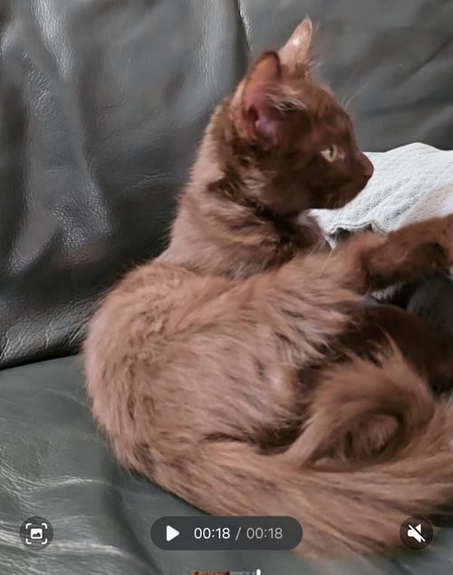 BROWNIE [CP] - Domestic Long Hair available for adoption