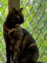 Tori - Photo 6